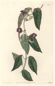 Ceropegia elegante, nativa da Índia - Água forte de S. Watts de uma ilustração de Sarah Anne Drake (1803-1857), do Botanical Register de Sydenham Teast Edwards