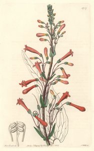 Chelone (ou Galane) tem folhas de valeriana, nativa da Califórnia - S. Watts água forte de uma ilustração de Sarah Anne Drake (1803-1857), do Botanical Register de Sydenham Teast Edwards