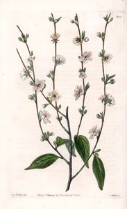 Cerejeira - Quadro gravado por S.Watts, de uma ilustração de Sarah Anne Drake (1803-1857), do Botanical Register of Sydenham Edwards (1768-1819), Inglaterra de Sydenham Teast Edwards
