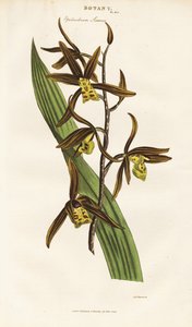 Orquídea chinesa (Epidendrum sinense) de Sydenham Teast Edwards