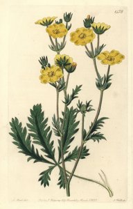 Cinquefoil dressee - Cinquefoil de folhas espigadas, Potentilla laciniosa. Gravura em chapa de cobre colorida à mão por S. Watts após uma ilustração de M. Hart do Sydenham Edwards