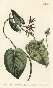 Trepadora de leite, Matelea obliqua (cynanchum Virginian cynanchum, Cynanchum discolor). Gravura em chapa de cobre colorida à mão por F. Sansom Jr. após ilustração de Sydenham Edwards da revista Botanical Magazine de William Curtis, T. Curtis, Londres. de Sydenham Teast Edwards