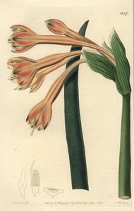 Clinanthus fulvus (Tawny coburgia, Coburgia fulva). Gravura em chapa de cobre colorida à mão por S. Watts após ilustração de William Herbert do Sydenham Edwards