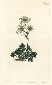 Clusius cinquefoil - Clusius cinquefoil, Potentilla clusiana. Gravura em chapa de cobre colorida à mão por F. Sansom Jr. após ilustração de Sydenham Edwards da revista Botanical Magazine de William Curtis, T. Curtis, Londres. de Sydenham Teast Edwards