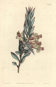 Styphelia florida, Styphelia triflora. Gravura em chapa de cobre colorida à mão por F. Sansom Jr. após ilustração de Sydenham Edwards da revista Botanical Magazine de William Curtis, T. Curtis, Londres de Sydenham Teast Edwards