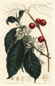 Cafeteira arábica - Árvore de café, Coffea arábica. Gravura em chapa de cobre colorida à mão por F. Sansom Jr. após ilustração de Sydenham Edwards da revista Botanical Magazine de William Curtis, T. Curtis, Londres de Sydenham Teast Edwards