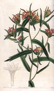 Collomia neon - Placa gravada por S.Watts, a partir de uma ilustração de Sarah Anne Drake (1803-1857), do Botanical Register of Sydenham Edwards (1768-1819), Inglaterra de Sydenham Teast Edwards