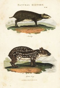 Acouchi comum ou Buffon Acouchi e Paca - Acouchi vermelho, Myoprocta acouchy, e paca de planície ou manchado, Cuniculus paca. Gravura em chapa de cobre colorida à mão depois de Sydenham Edwards de John Mason Good