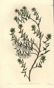 Saúde comum, Epicris impressa (Snowy epacris, Epicris nivalis). Gravura em chapa de cobre colorida à mão por S. Watts depois de uma ilustração de Miss Sarah Drake do Registo Botânico de Sydenham Edwards, Ridgeway, Londres. de Sydenham Teast Edwards