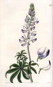Tremoço comum das margens do rio - Quadro gravado por S.Watts, de uma ilustração de Sarah Anne Drake (1803-1857), do Botanical Register of Sydenham Edwards (1768-1819), Inglaterra