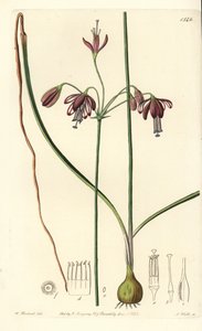 Coral do México ou gota de coral - Gotas de coral, Bessera elegans (fístula de folhas ocas, Pharium fistulosum). Gravura em chapa de cobre colorida à mão por S. Watts após ilustração de William Herbert do Sydenham Edwards