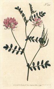 Coronilla bigaree - Ervilhaca de coroa roxa, Securigera varia (Coronilla violeta, Coronilla varia). Gravura em chapa de cobre colorida à mão por Sansom após ilustração de Sydenham Edwards da revista Botanical Magazine de William Curtis, Londres de Sydenham Teast Edwards