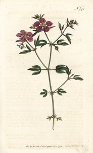 Creta Fagonia - Creta fagonia, Fagonia cretica. Gravura em chapa de cobre colorida à mão por Sansom após ilustração de Sydenham Edwards rom William Curtis