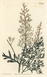 Arbusto de crinkle ou tansy - Plântula de crinkle ou samambaia (lomatia folhada de enxofre), Lomatia silaifolia. Gravura em chapa de cobre colorida à mão por F. Sansom Jr. após ilustração de Sydenham Edwards da revista Botanical Magazine de William Curtis, de Sydenham Teast Edwards