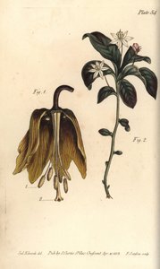 Flor imperial da Coroa, Fritillaria imperialis, Haustrria de Sydenham Teast Edwards