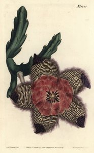 Stapelia pulvinata almofadada, Stapelia pulvinata. Gravura em chapa de cobre colorida à mão por F. Sansom Jr. após ilustração de Sydenham Edwards da revista Botanical Magazine de William Curtis, T. Curtis, Londres. de Sydenham Teast Edwards