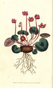 Cyclamen de Cos ou Caucasus - Ciclamen de folhas redondas, Cyclamen coum. Gravura em chapa de cobre colorida à mão depois de uma ilustração botânica de James Sowerby da revista The Botanical Magazine de William Curtis, Lambeth Marsh, Londres. de Sydenham Teast Edwards