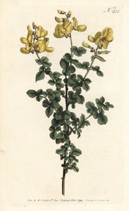 Cytisophyllum sessilifolium (Citisus comum, Cytisus sessilifolius). Gravura em chapa de cobre colorida à mão por Sansom após uma ilustração de Sydenham Edwards da revista Botanical de William Curtis, Londres de Sydenham Teast Edwards