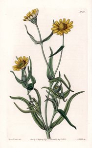 Daisy variete "gold", endêmica da Califórnia - Gravado por S.Watts, a partir de uma ilustração de Sarah Anne Drake (1803-1857), do Botanical Register of Sydenham Edwards (1768-1819), Inglaterra de Sydenham Teast Edwards