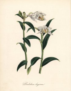 Dendrobium variete - Orquídea dendrobium de trompa longa, Dendrobium longicornu. Copiado do "Botanical Register" de Sydenham Edwards. Zincografia colorida à mão de C. Chabot, desenhada pela Sra. M. A. Burnett a partir de seu "Plantae Utiliores: ou Ilustraç de Sydenham Teast Edwards