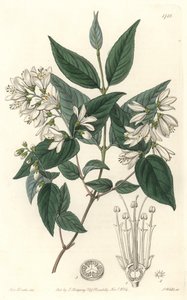 Deutzie rude, natural do Japão - Water forte de S. Watts a partir de uma ilustração de Sarah Anne Drake (1803-1857), do Botanical Register de Sydenham Teast Edwards