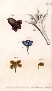Corolas diferentes: a beladona, a estramoína datura, a grande pervinca e a giroflee das paredes. Gravura em cobre colorido, ilustração de Sydenham Edwards (1768-1819) para Conferências de Botânica, Jardim Botânico de Lambeth (Inglaterra) de Sydenham Teast Edwards