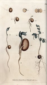 Diferentes etapas de germinação da semente de ervilha e feijão comum. Gravura em cobre colorido, ilustração de Sydenham Edwards (1768-1819) para Conferências de Botanical, Jardim Botânico de Lambeth (Inglaterra) de Sydenham Teast Edwards