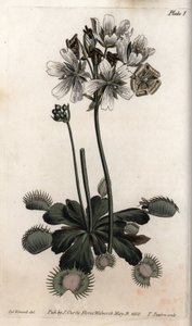 O Dionee apanha moscas ou armadilhas para lobos. Gravura em cobre colorido, ilustração de Sydenham Edwards (1768-1819) para Conferências de Botânica, Jardim Botânico de Lambeth (Inglaterra) de Sydenham Teast Edwards