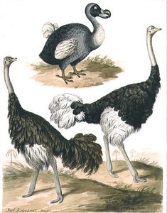 Dodô e Avestruz (aguarela) de Sydenham Teast Edwards