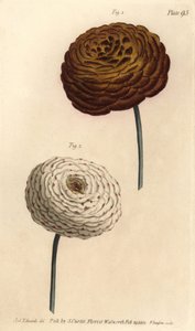 Variedades de ranúnculo duplo, Ranunculus asiaticus, Ranunculus asiaticus. Gravura em chapa de cobre colorida à mão por F. Sansom de uma ilustração botânica de Sydenham Edwards para as Palestras de Botânica de William Curtis, conforme entregue no Jardim Bo de Sydenham Teast Edwards