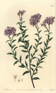 Selago do Dr. Gill, Selago Gillii. Gravura em chapa de cobre colorida à mão por S. Watts após ilustração de J.T. Hart do Sydenham Edwards