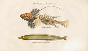 Dragonet e Lança de areia de Sydenham Teast Edwards