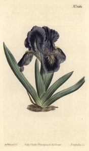 Dwarf Iris - Iris x binata (bandeira anã azul-púrpura, Iris pumila var. violacea). Gravura em chapa de cobre colorida à mão por F. Sansom Jr. após ilustração de Sydenham Edwards da revista Botanical Magazine de William Curtis, T. Curtis, Londres de Sydenham Teast Edwards