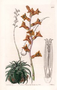 Dyckia, planta suculenta com flores laranjas, nativa do Brasil - Tábua gravada por S.Watts, de uma ilustração de Sarah Anne Drake (1803-1857), do Botanical Register of Sydenham Edwards (1768-1819), Inglaterra de Sydenham Teast Edwards
