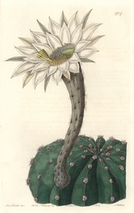 Echinocactus eyriesii, cacto florido, nativo do México - Água forte de S. Watts de uma ilustração de Sarah Anne Drake (1803-1857), do Botanical Register de Sydenham Teast Edwards