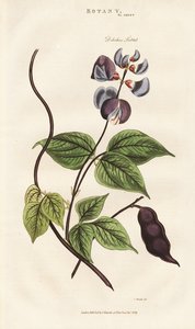 Feijão Jacinto do Egito de Sydenham Teast Edwards