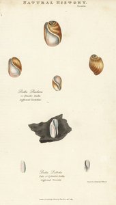 Bula elástica, Bulla resiliens, e Bulla pálida ou cilíndrica, Bulla pallida. Gravura em chapa de cobre colorida à mão após Sydenham Edwards de John Mason Good