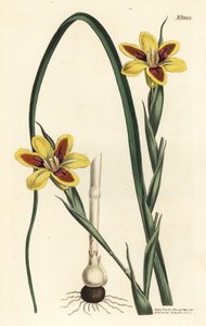 Elegante moraea, Moraea elegans (Moraea spicata). Gravura em chapa de cobre colorida à mão por F. Sansom Jr. após ilustração de Sydenham Edwards da revista Botanical Magazine de William Curtis, T. Curtis, Londres. de Sydenham Teast Edwards