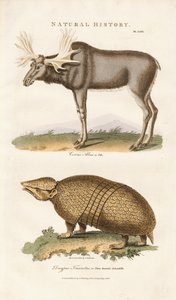 Alce e Tatu-bola de Sydenham Teast Edwards