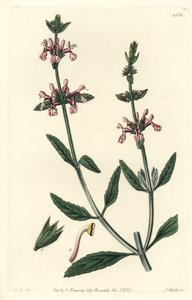 Epiário - Stachys albicaulis, Stachys albicaulis. Gravura em chapa de cobre colorida à mão por S. Watts após uma ilustração de John Lindley do Sydenham Edwards