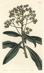 Euphorbe mellifere - Euforbia mellifera, Euphorbia mellifera. Gravura em chapa de cobre colorida à mão por F. Sansom Jr. após ilustração de Sydenham Edwards da revista Botanical Magazine de William Curtis, T. Curtis, Londres de Sydenham Teast Edwards
