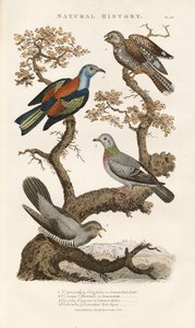 Espécies de aves europeias nas árvores de Sydenham Teast Edwards