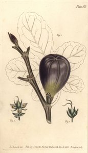 Fig, Ficus carica, Trioecia com hermafrodita, 2 machos e 3 fêmeas com flores crescendo separadamente. Gravura em chapa de cobre colorida à mão por F. Sansom de uma ilustração botânica de Sydenham Edwards para as Palestras de Botânica de William Curtis, con de Sydenham Teast Edwards