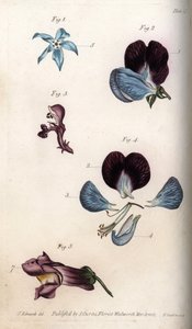 Floração de borragem officinale e ervilha (leguminosa). Gravura em cobre colorido, ilustração de Sydenham Edwards (1768-1819) para Conferências de Botanical, Jardim Botânico de Lambeth (Inglaterra) de Sydenham Teast Edwards