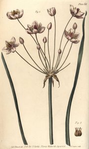 A floração é apressada, Butomus umbellatus, Hexagynia, hermafrodita flor 1 e pistilla 2. Gravura em chapa de cobre colorida à mão por F. Sansom de uma ilustração botânica de Sydenham Edwards para as Palestras de Botânica de William Curtis, conforme entregu de Sydenham Teast Edwards