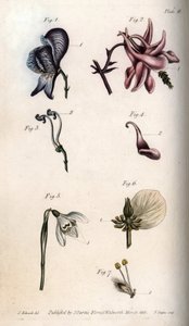 Flores de aconita, anchólia, galanto, hélice e salgueiro chorão, com detalhes de pistilos e etaminas). Nectário da aconita Aconitum (1,3), Aquilegia columbina (2,4), Galanto (5), Hellebore Helleborus (6) e Salix salgueiro (7). Handcol de Sydenham Teast Edwards