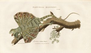 Dragão voador num ramo de Sydenham Teast Edwards