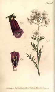 Foxglove, Digitalis purpurea, Didynamia de Sydenham Teast Edwards