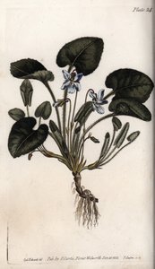 Violeta perfumada. Gravura em cobre colorido, ilustração de Sydenham Edwards (1768-1819) para Conferências de Botanical, Jardim Botânico de Lambeth (Inglaterra) de Sydenham Teast Edwards
