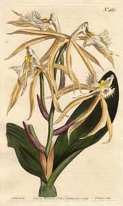 Epidendrum de orquídea fringida, com flor branca e amarelo pálido. Origem americana e caribenha. Orquídea epidendrum com flores de amarelo pálido e branco. Nativa das Américas e das Índias Ocidentais. Epidendrum ciliare. Gravura em chapa de cobre colorida  de Sydenham Teast Edwards